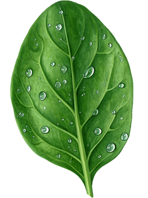 Leaf Image